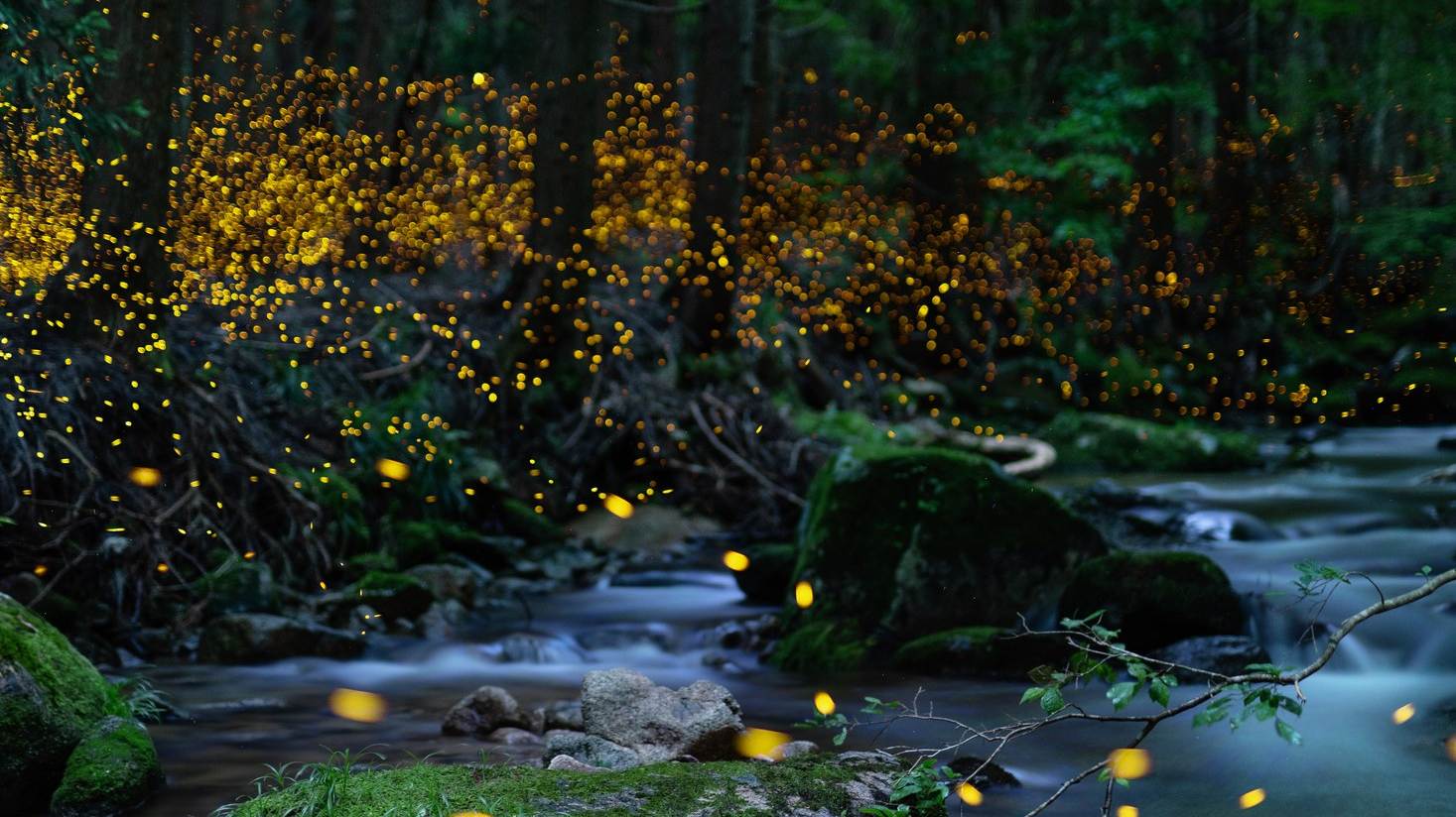 Fireflies glowing gold above a mossy forest stream at dusk.