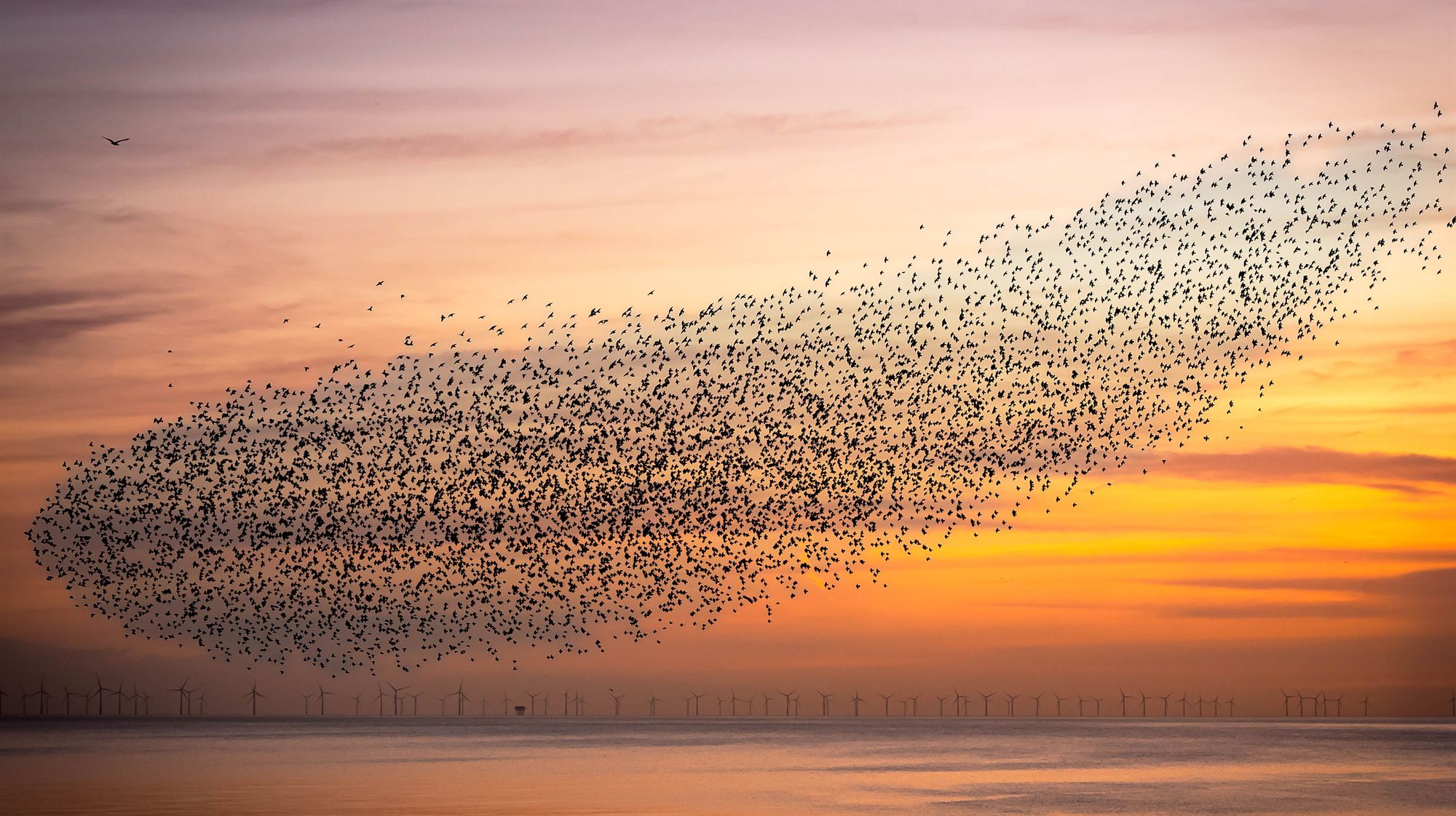 A murmuration of thousands of starlings moving as one shape across a sunset sky above the sea.