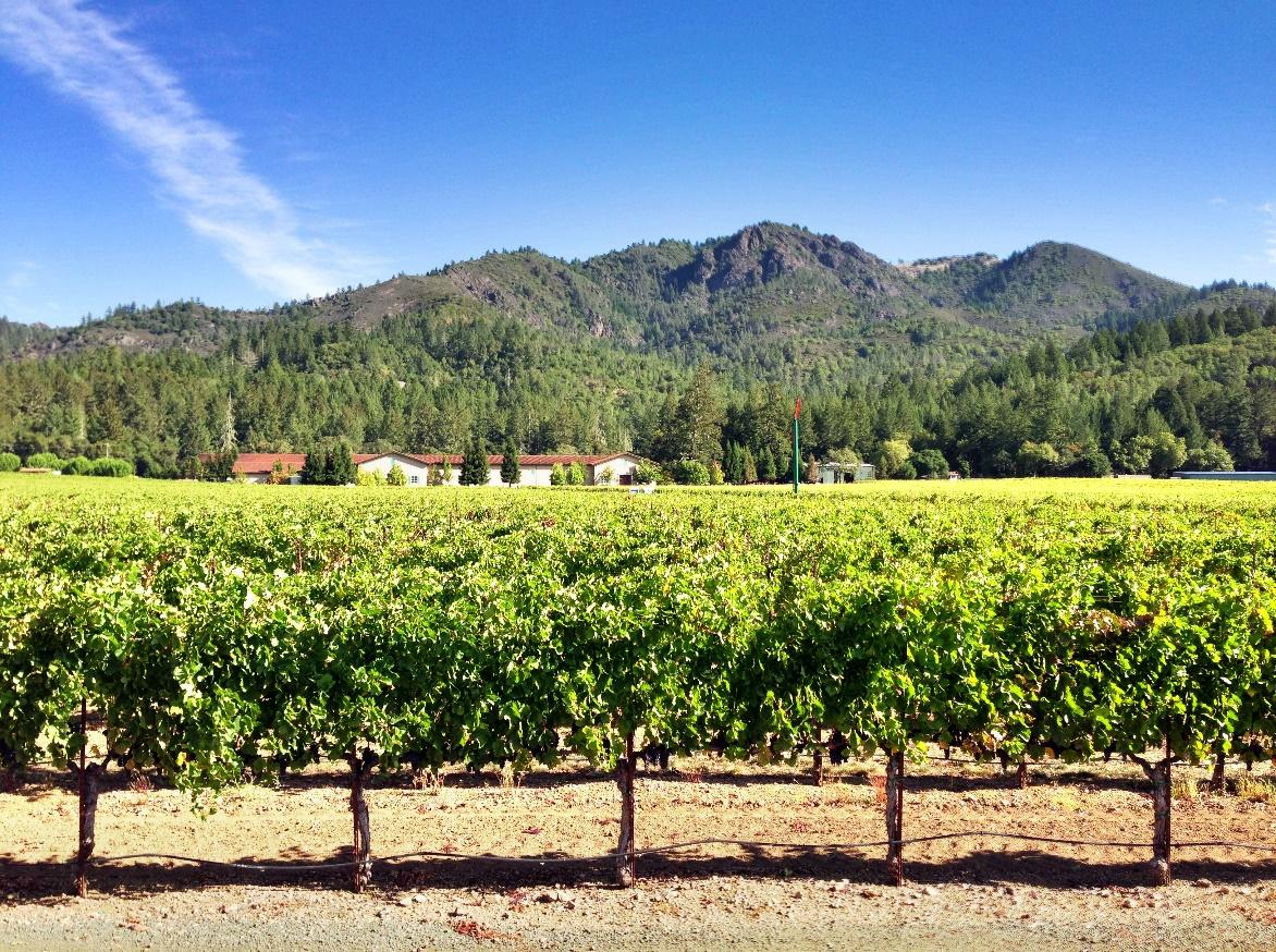 Merlot grape vines at St. Francis Winery and Vineyards.