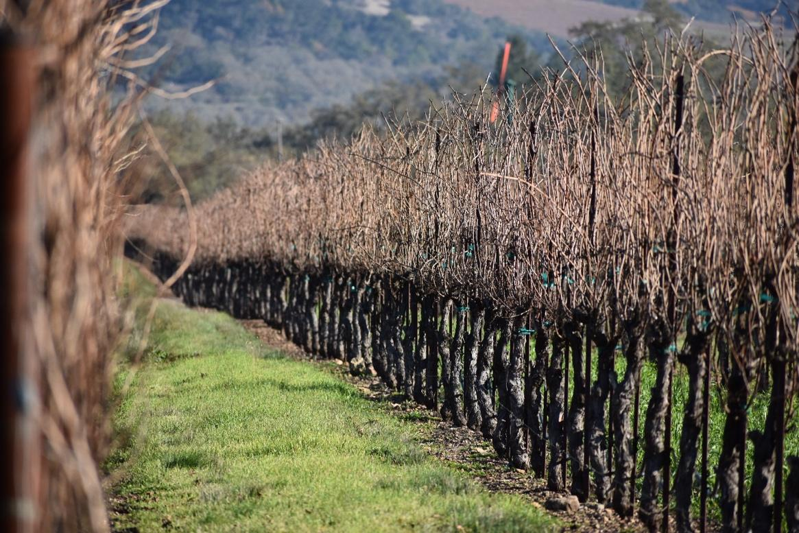 Rows of Chardonnay vines at St. Francis Winery and Vineyards.