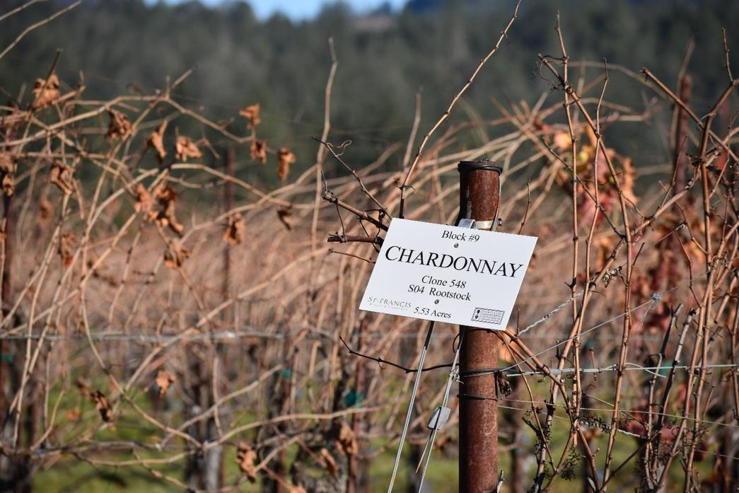 A closer view of Chardonnay vines at St. Francis Winery and Vineyards.